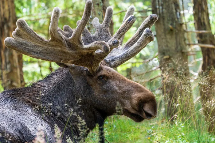 Close up of a large moose with massive antlers in the woods
