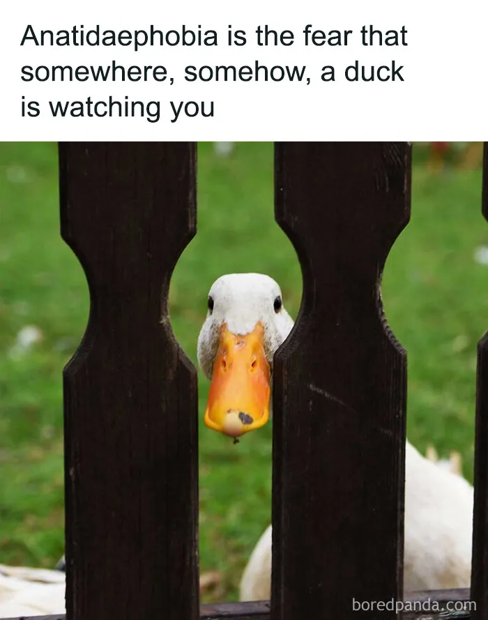 A duck peering through a wooden fence in a relatable animal meme about anatidaephobia