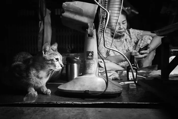One of the black-and-white photos showing a cat sitting by a desk fan next to a woman on her phone.