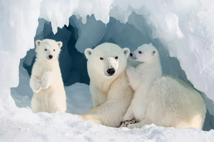 Polar bear with two cubs inside snowy cave wildlife photo