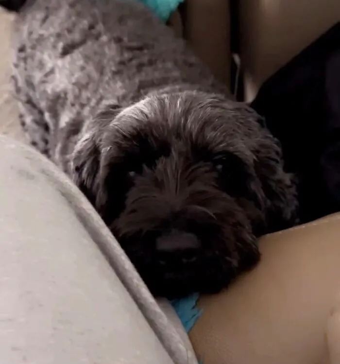 Close-up of a curly black dog sharing life stories with pets