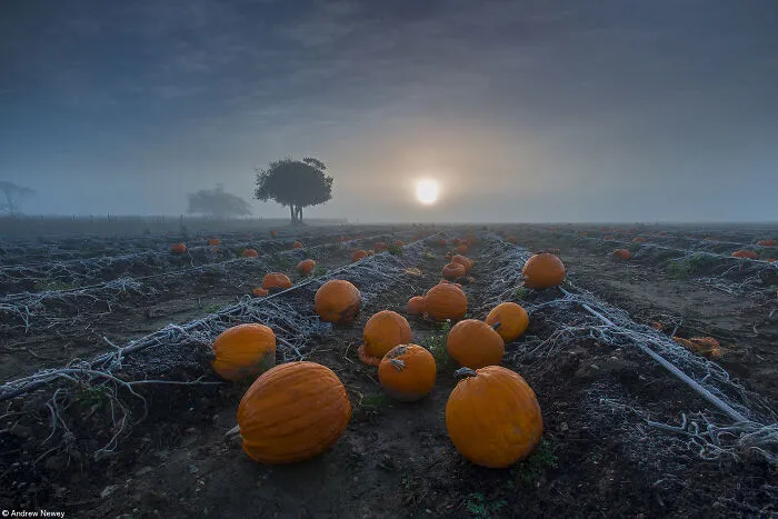 Bright orange pumpkins scattered across a frosty field under a foggy sunrise.