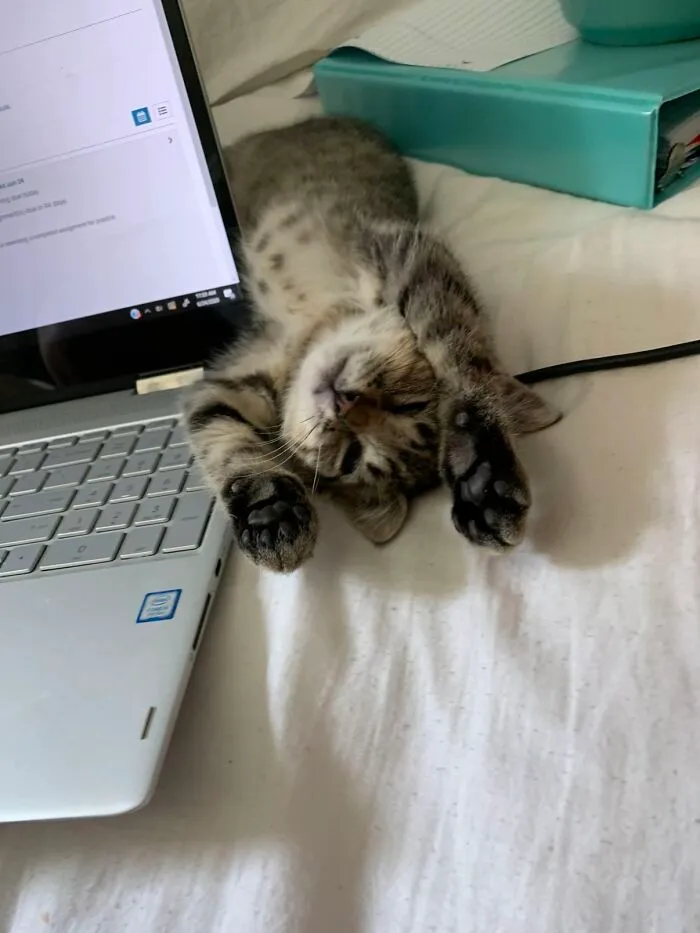 A tiny tabby kitten stretches on a bed next to a laptop, joining a viral TikTok trend about pets.