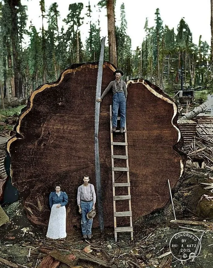 An interesting historical pic of loggers standing next to a massive redwood tree cross section and a giant saw.