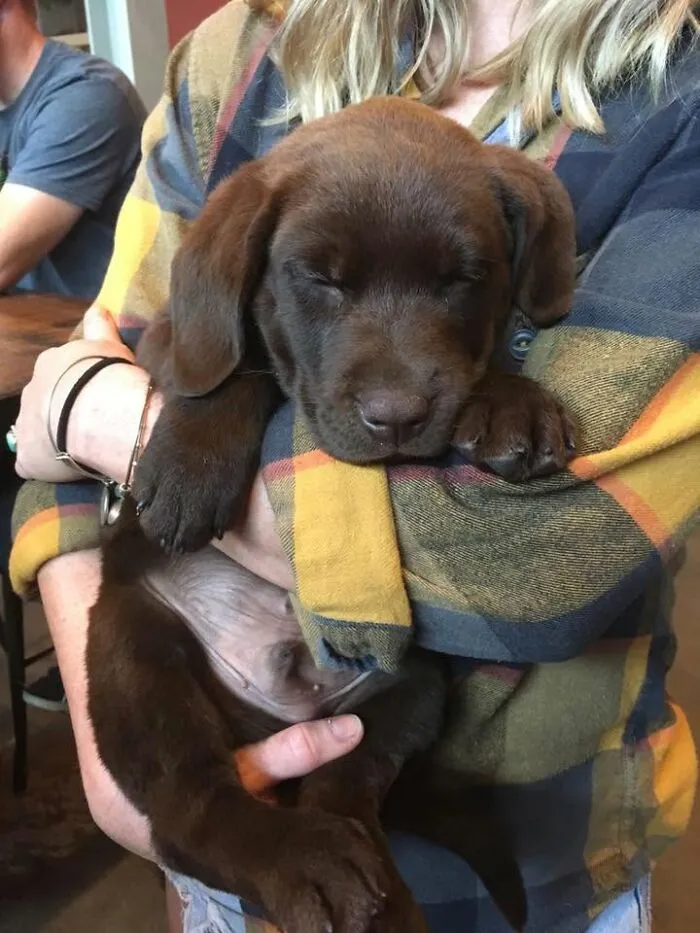 An adorable sleeping puppy held safely in someone's arms.