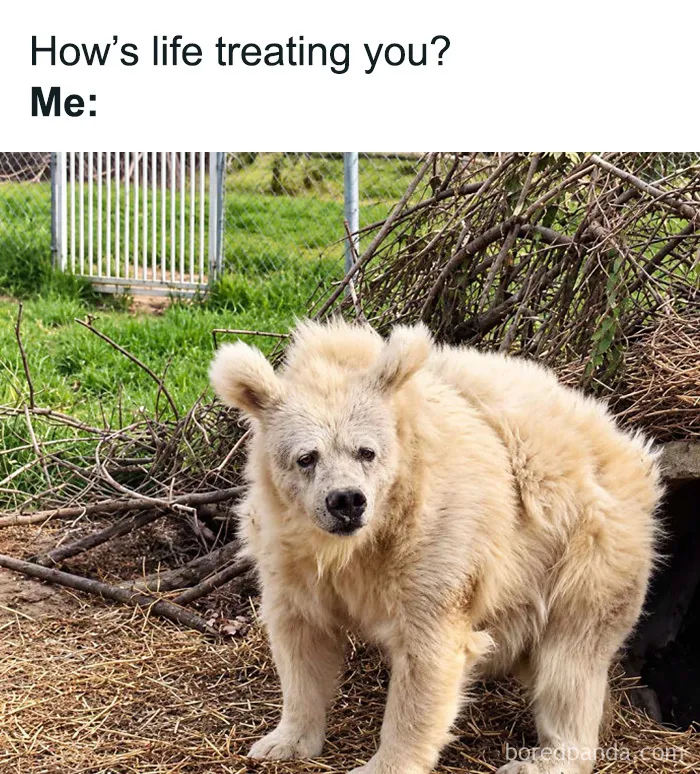 Fluffy white bear looking tired in cute and relatable animal memes about life.