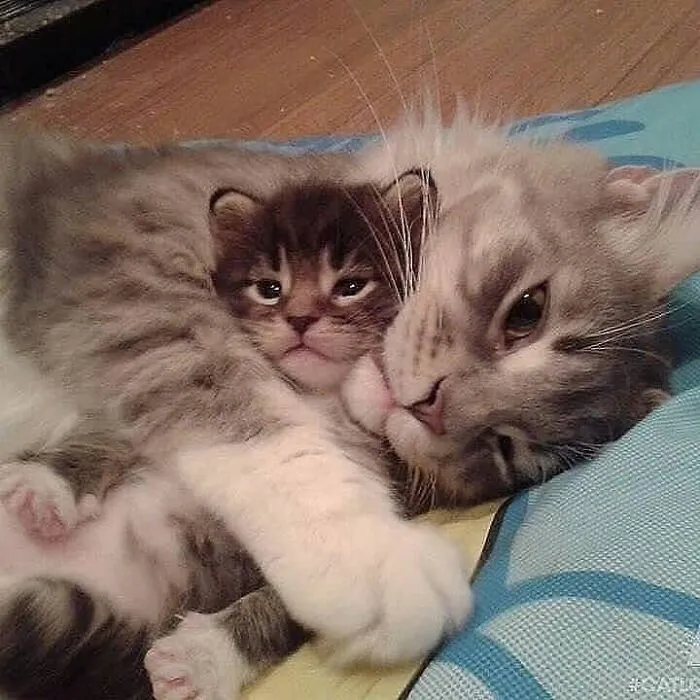 A fluffy grey mama cat cuddling her tiny brown kitten on a cushion.