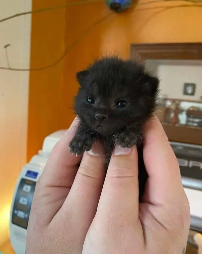 Adorable black cat kitten held delicately in two hands.