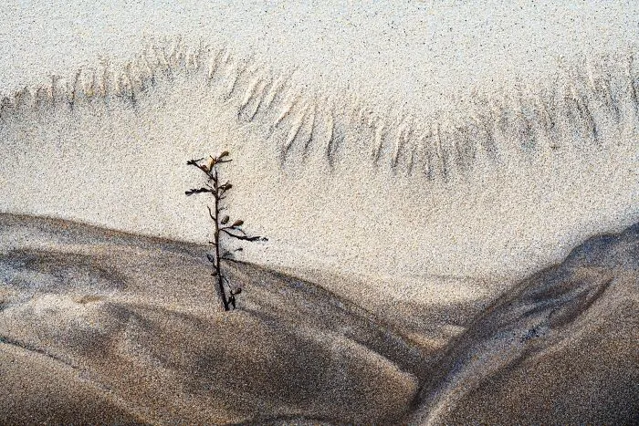Minimalist natural landscape photography featuring a small plant on textured sand dunes