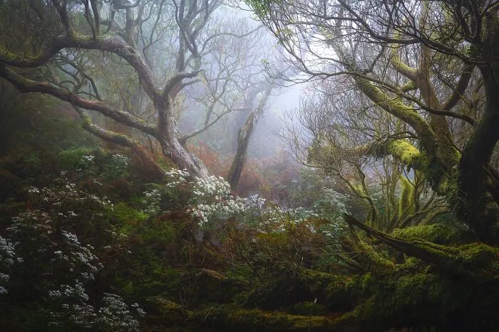 Misty forest landscape photography of mossy trees and white flowers for Natural Landscape Photography Awards