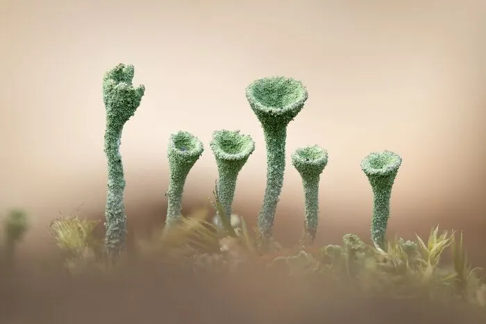 Macro landscape photography showing small trumpet-shaped green lichen on forest floor