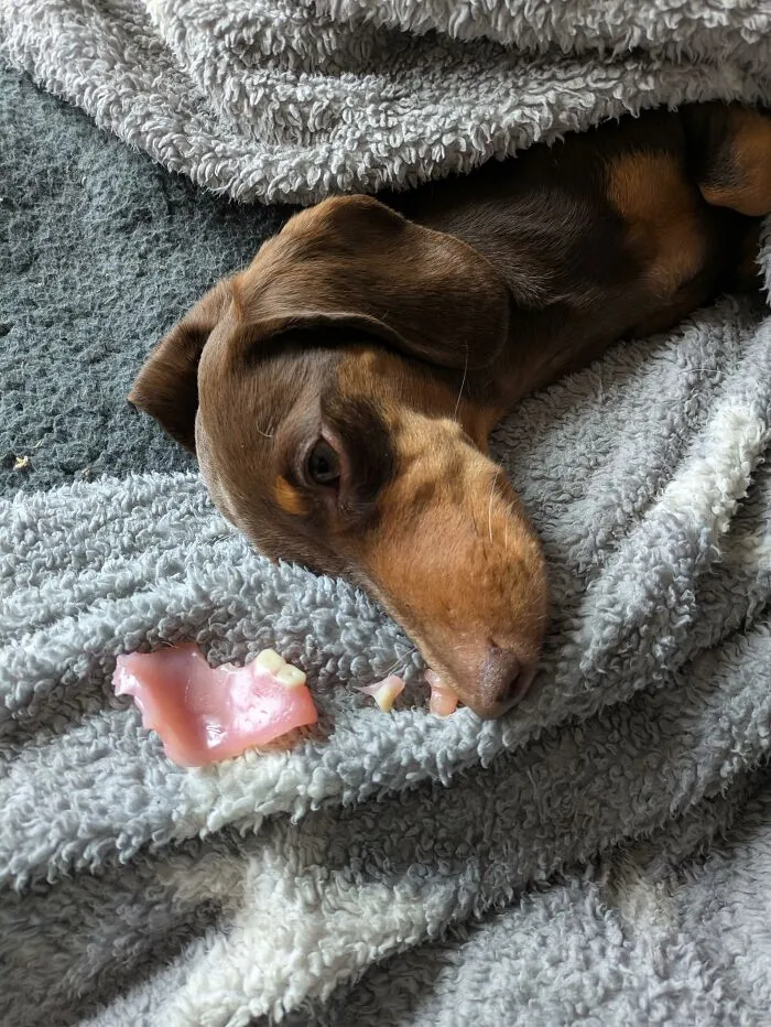 Dachshund lying under blanket with chewed dog toy teeth