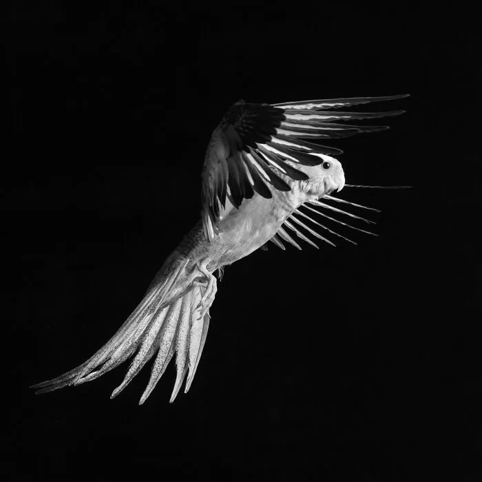 Cockatiel in mid-flight featured in black-and-white photos for Exposure One Awards