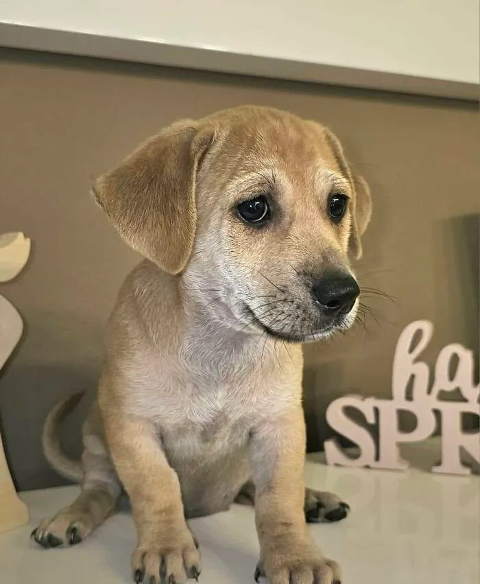 A light brown puppy looking hopeful, rescued by All Sato Rescue, sitting on a table