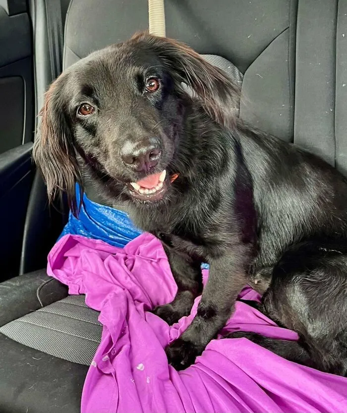 A happy black puppy with floppy ears rescued by All Sato Rescue sitting on a purple blanket