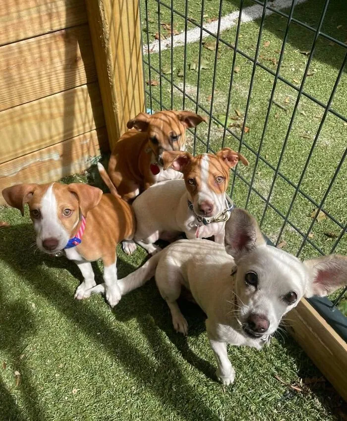 Four adorable abandoned puppies sitting together on green grass near a wooden structure.