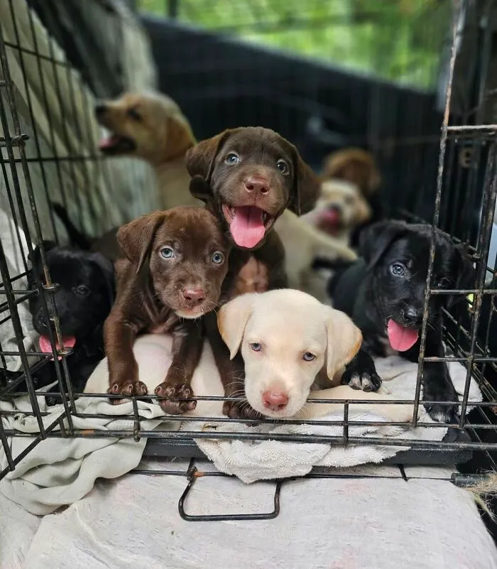 Group of adorable abandoned puppies looking through the bars of a wire crate.