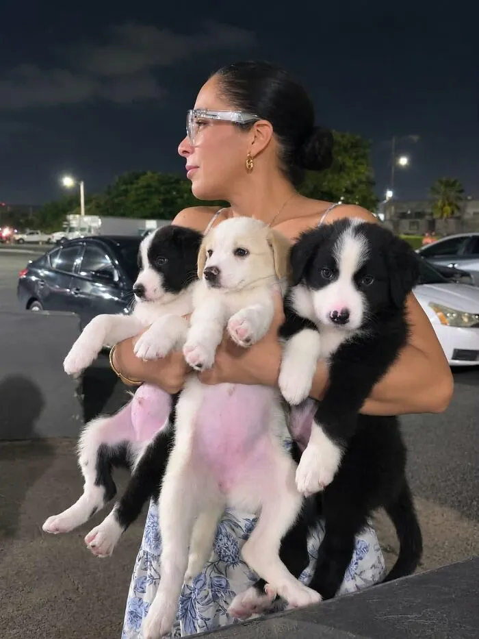 Woman carrying three adorable abandoned puppies in her arms outside at night.