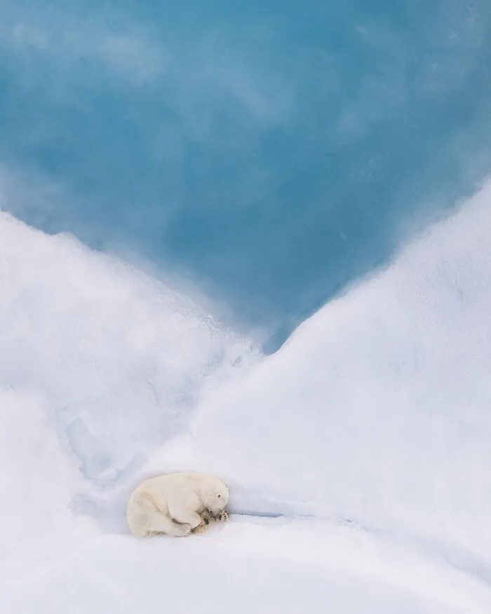 Overhead view of a sleeping polar bear on white ice next to blue water, from Siena Drone Photo Awards.
