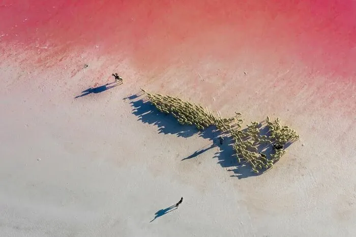 Aerial view of a herd moving across a pink salt lake, featured in the Siena Drone Photo Awards.
