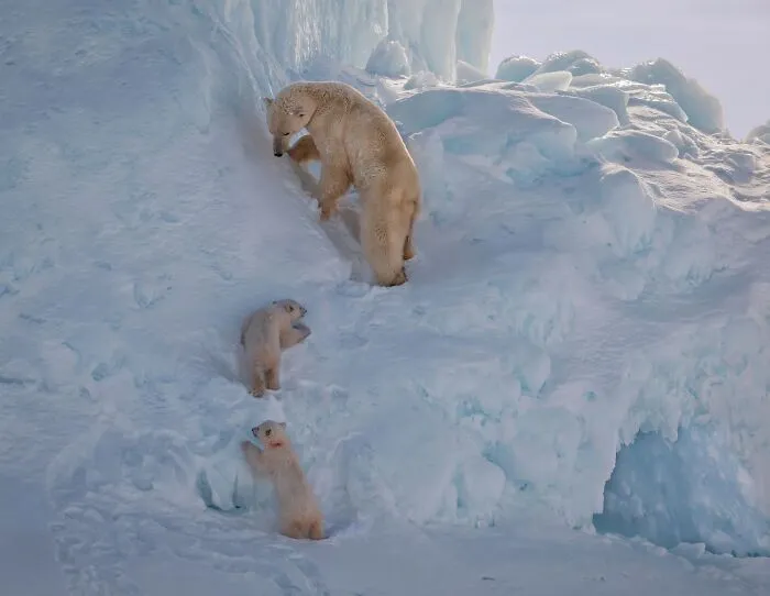 Drone photo of a mother polar bear and her two cubs climbing a steep icy hill, Siena Drone Photo Awards entry.