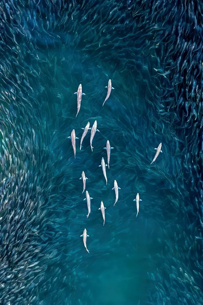 Aerial view of a school of fish in deep blue ocean waters, captured for the Siena Drone Photo Awards