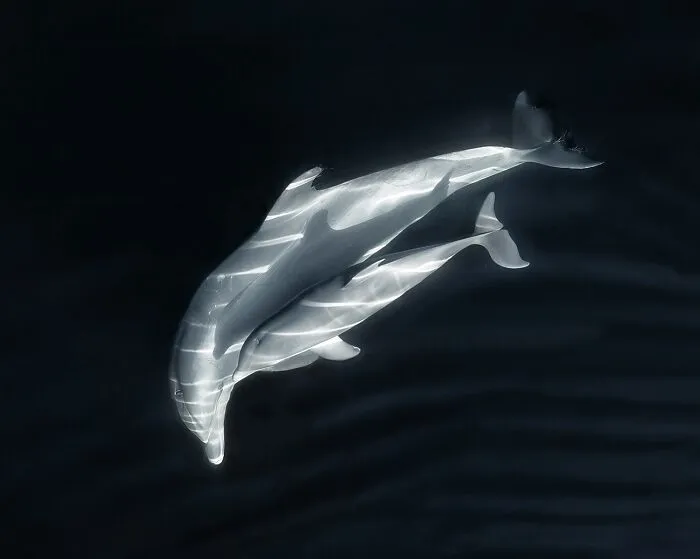 Black and white aerial view of dolphins swimming in dark water, a winning photo from the Siena Drone Photo Awards
