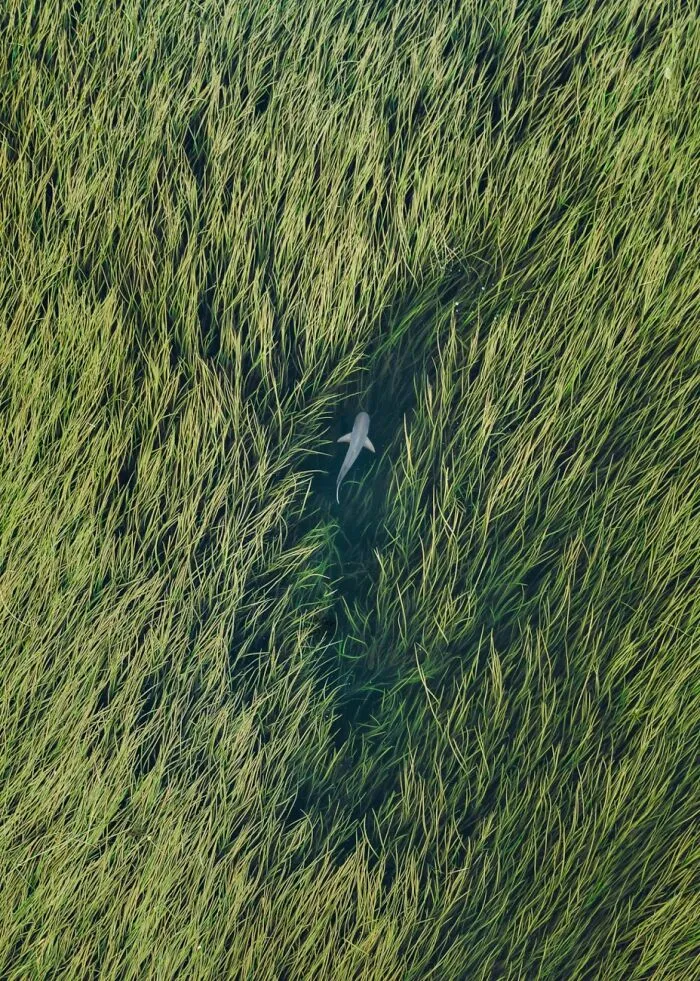 Overhead view of a shark swimming through tall green sea grass, featured in the Siena Drone Photo Awards