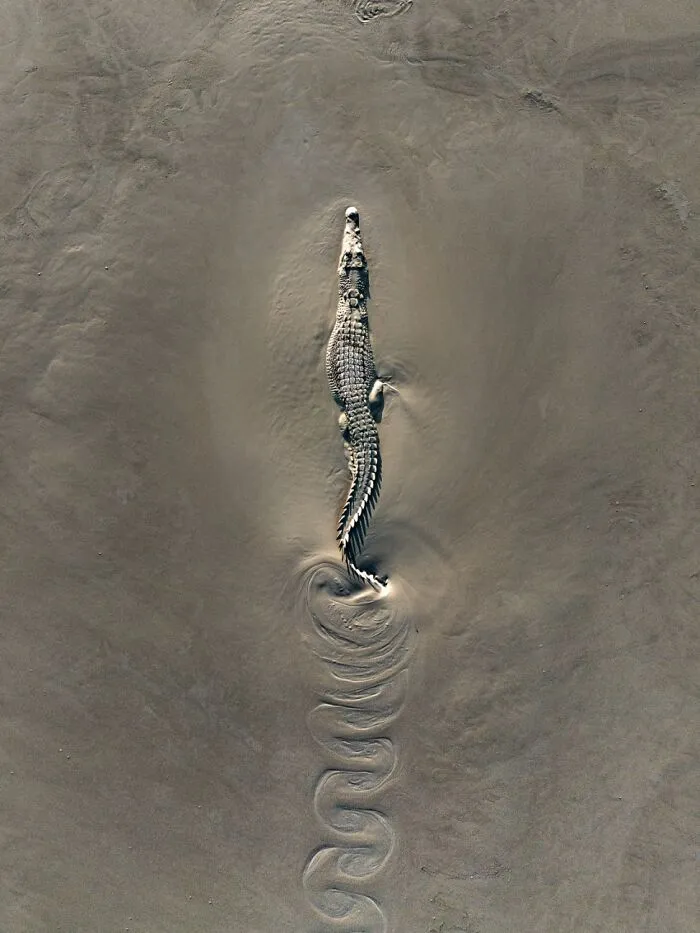 Top-down view of a crocodile swimming through muddy water, entry in the Siena Drone Photo Awards