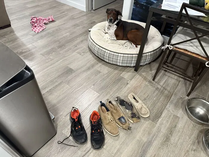 Dog lying on bed with chewed shoes in front showing dog trouble