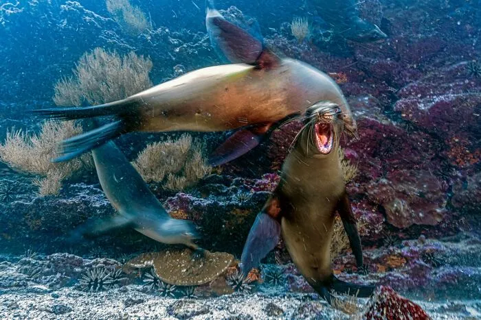 Sea lions interacting actively in colorful underwater habitat wildlife photo