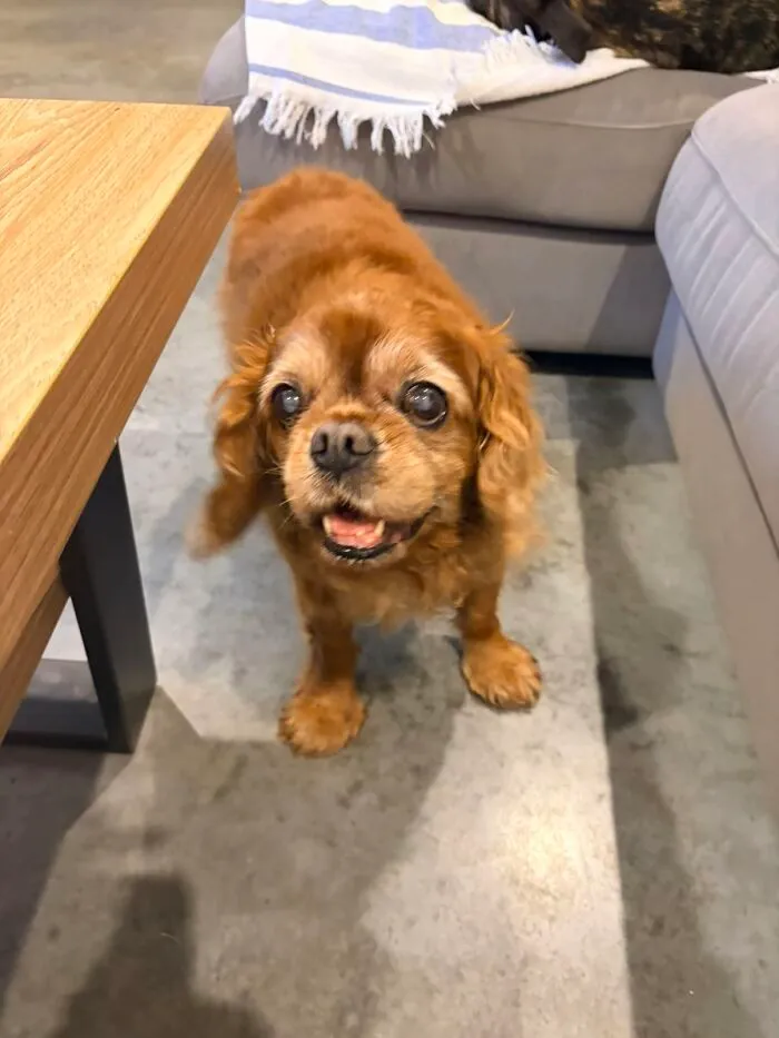 A happy senior brown Cavalier King Charles Spaniel dog, sharing life stories with pets.