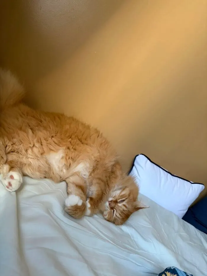A fluffy orange cat sleeping on a bed, symbolizing life stories with pets.