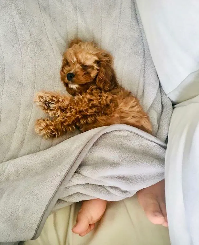 A perfectly confusing photo of a small puppy sleeping under a blanket with human feet sticking out.