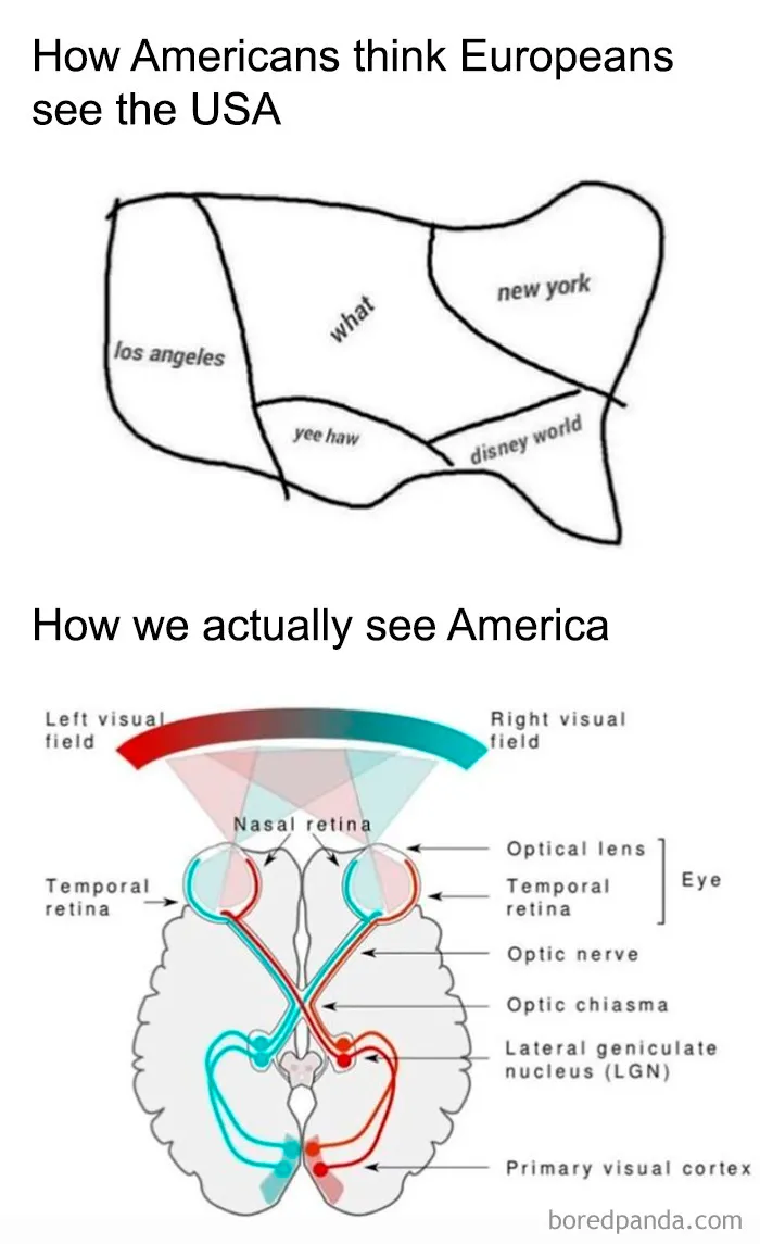 Diagram meme comparing American perception of USA with actual visual system anatomy