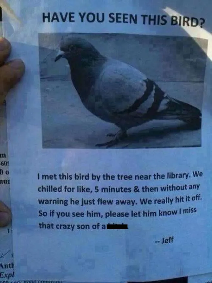 Humorous bird memes flyer looking for a pigeon met by a tree near the library