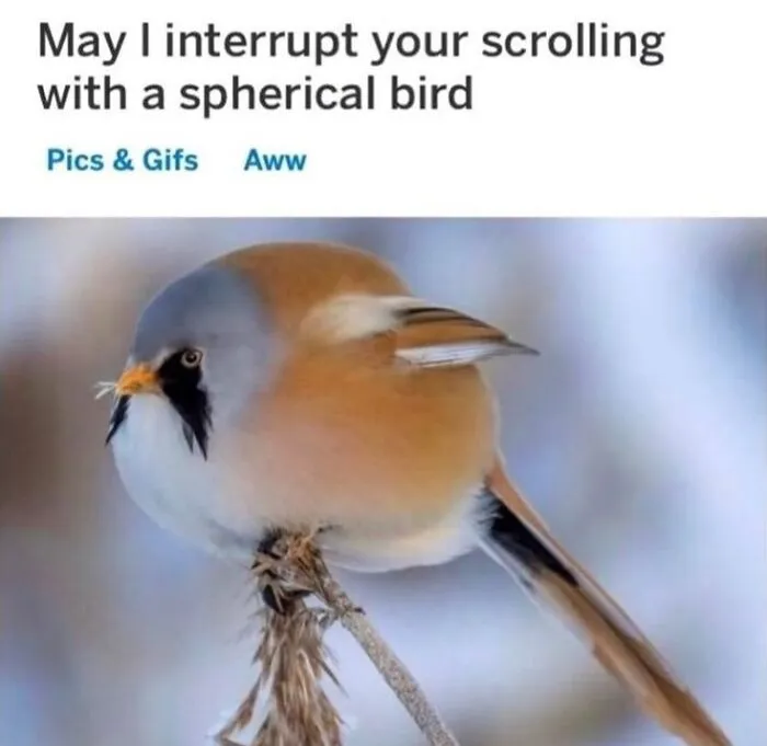 One of many funny bird memes featuring a round spherical bird perched on a branch in winter.