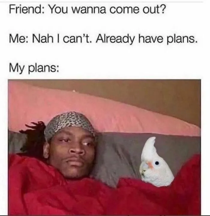 Relatable bird memes post featuring a man and his white cockatoo comfortably lying together in bed