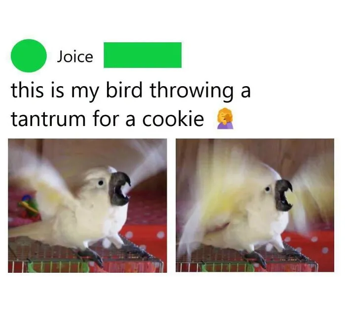 Hilarious bird memes post showing a white cockatoo flapping wings and throwing a tantrum for a cookie