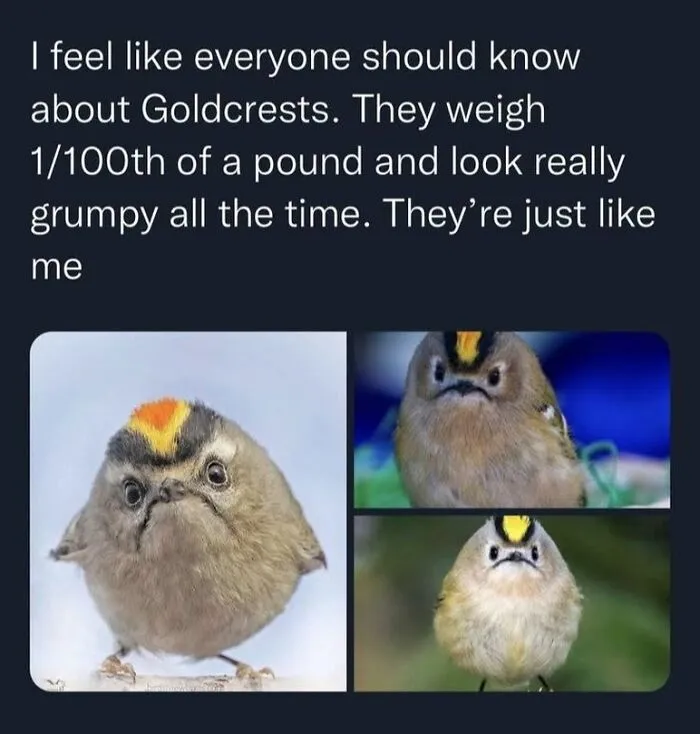 Funny bird memes post showing tiny grumpy goldcrest birds that look perpetually annoyed