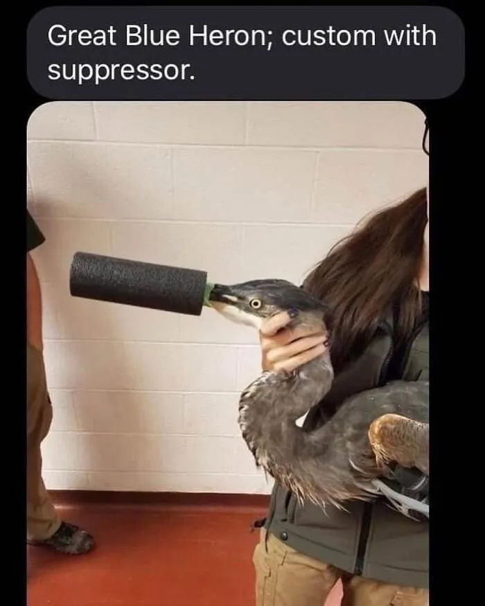 Funny bird memes image with a person holding a heron with a foam tube over its beak like a suppressor