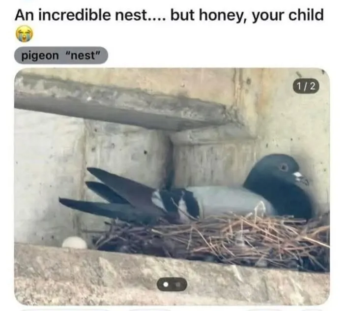 Amusing bird memes showing a pigeon sitting in a twig nest while its egg rests outside on concrete