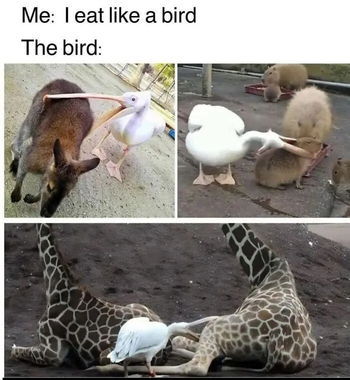 Humorous bird memes displaying pelicans attempting to eat big animals like wallabies and giraffes