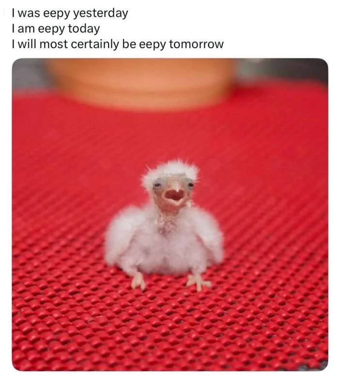 Funny bird memes featuring a sleepy fluffy baby chick yawning on a red mat
