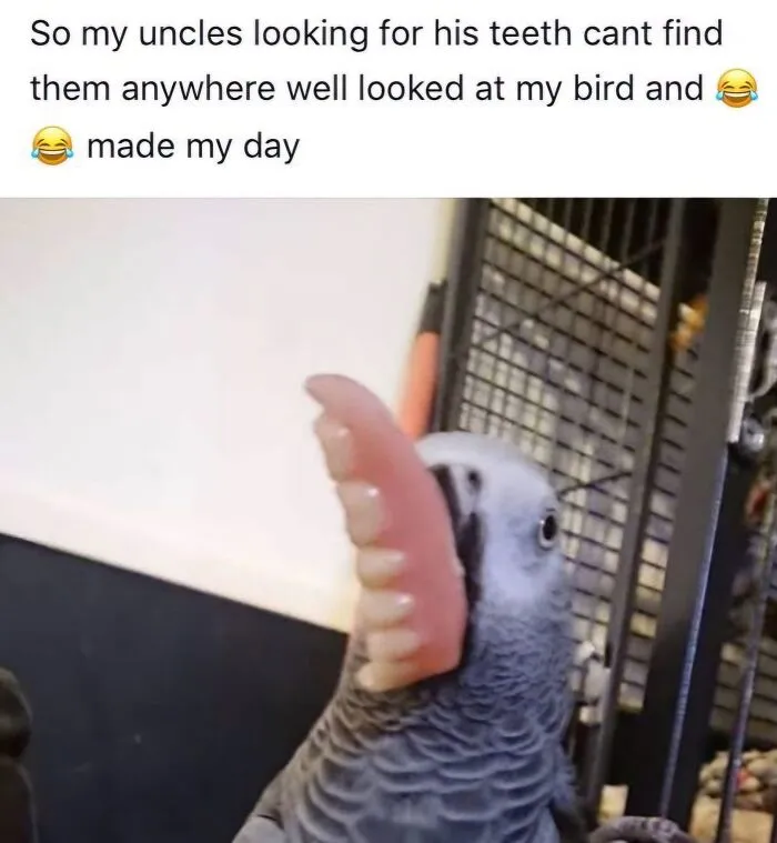Humorous bird memes displaying an African Grey parrot holding a set of dentures in its beak