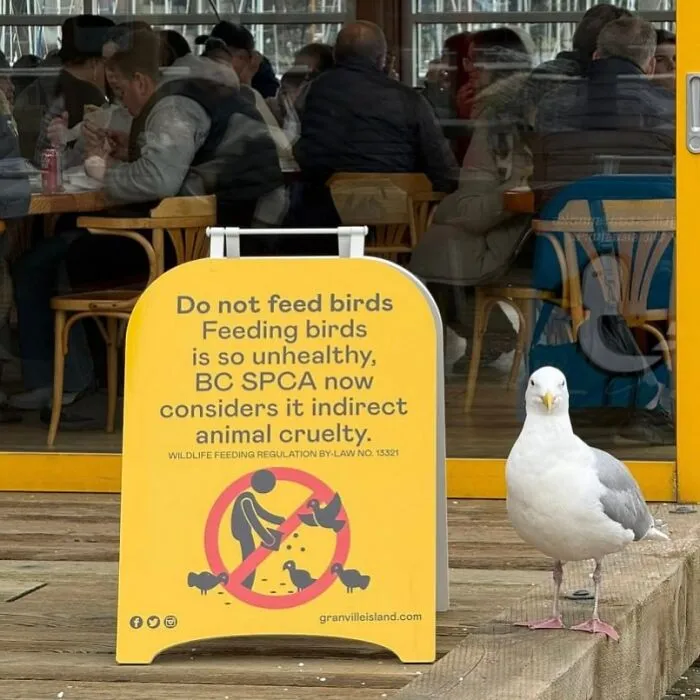Hilarious bird memes featuring a seagull standing next to a yellow Do Not Feed Birds sign