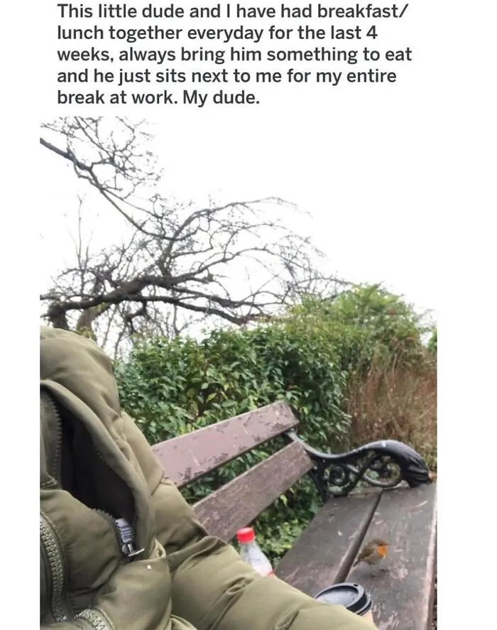 Wholesome bird memes showing a tiny bird sitting beside a person on a park bench