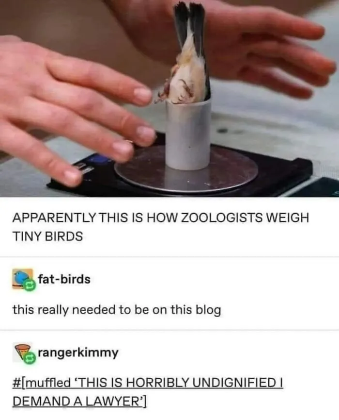 Funny bird memes post about zoologists weighing a tiny bird head-first in a small tube on a scale