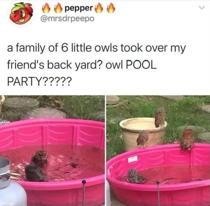 Hilarious bird memes featuring small owls having a pool party in a pink plastic tub