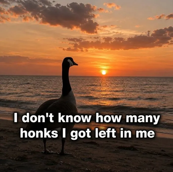 Silhouette of a goose on the beach at sunset with text, part of bird memes collection.